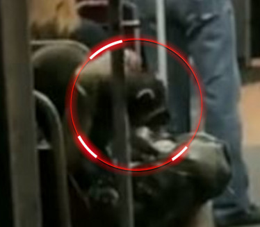 ZA NE POVEROVATI: Egzotična životinja u BG tramvaju (VIDEO)
