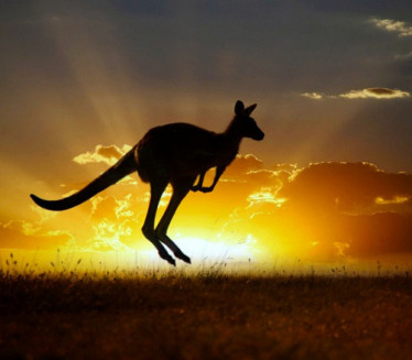 DRŽAO GA KAO LJUBIMCA: Divlji kengur usmrtio muškarca
