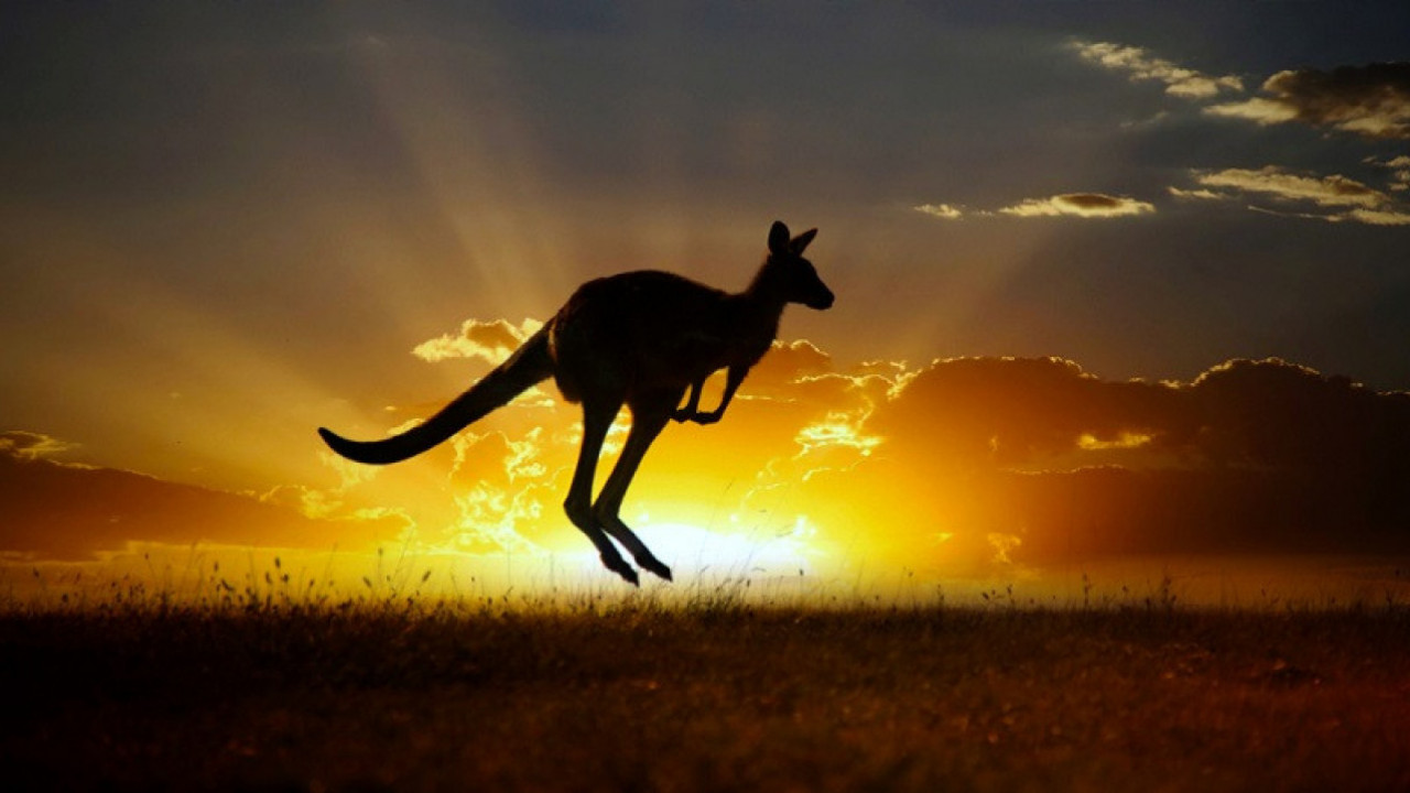 DRŽAO GA KAO LJUBIMCA: Divlji kengur usmrtio muškarca