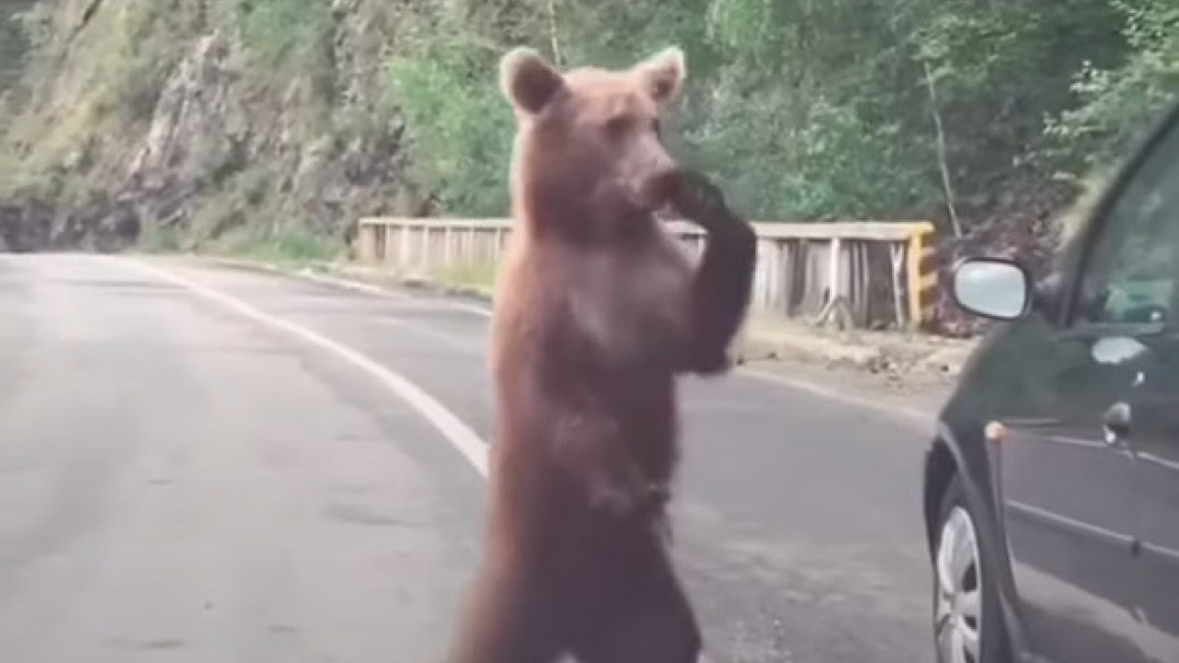 Medved nije blokirao saobraćaj u Crnoj Gori (ISPRAVKA)