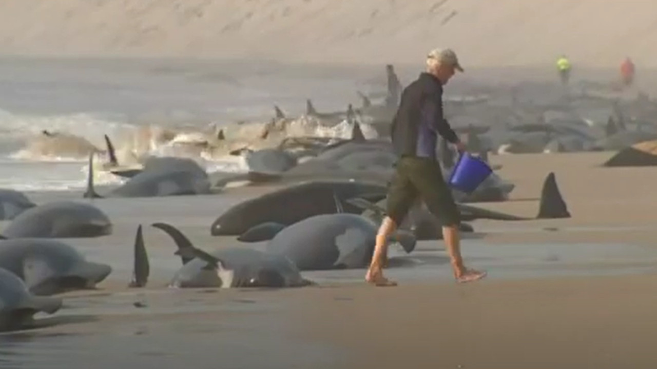 ВЕЛИКА АКЦИЈА: Спашавање 230 насуканих китова (ВИДЕО)
