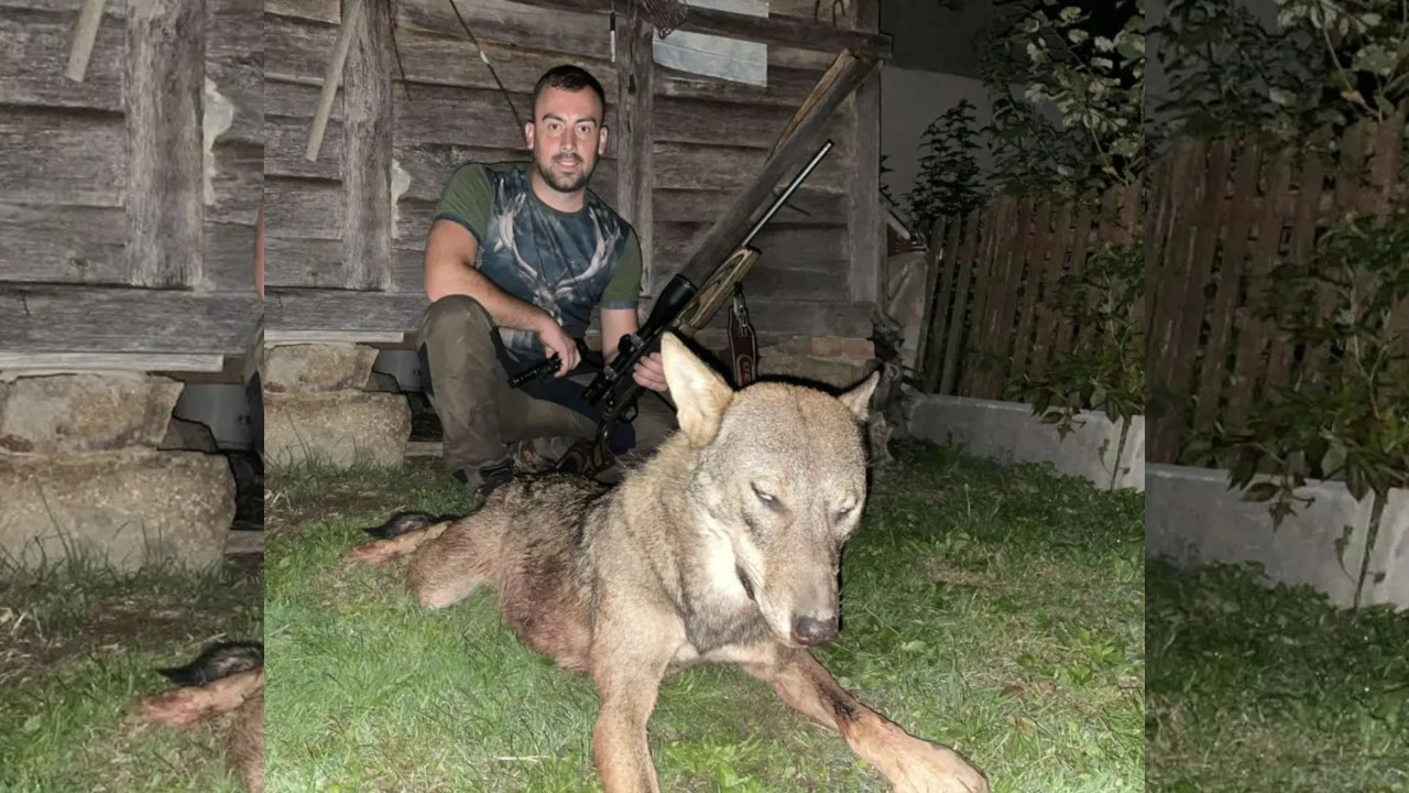 DRAMA KOD LOZNICE Rade ubio vuka od 40 kg - na 500 m od sela