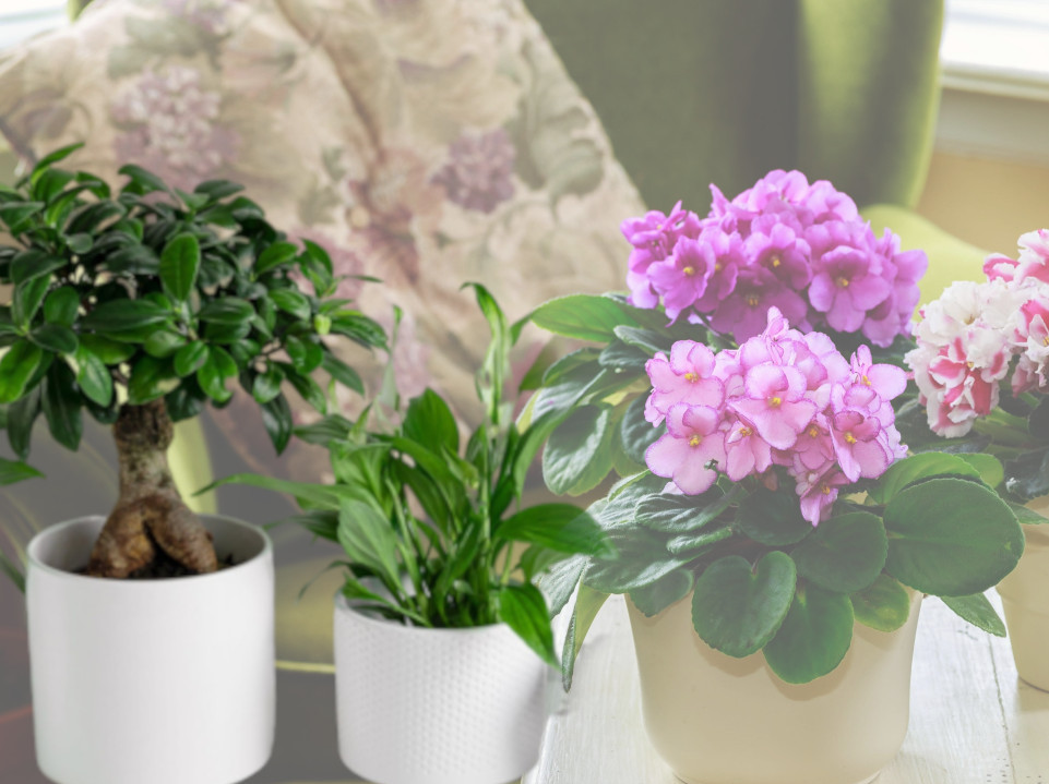 МЕНТАЛНО ИСЦРПЉУЈУ: Ове две биљке не треба држати у кући