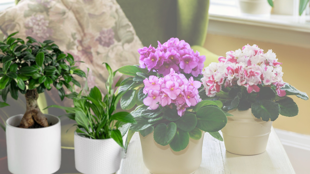 МЕНТАЛНО ИСЦРПЉУЈУ: Ове две биљке не треба држати у кући
