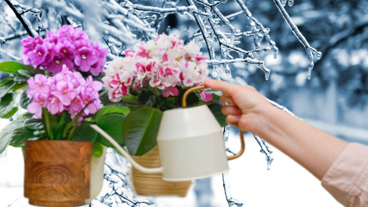 ОПРЕЗ: На овим местима током зиме не треба држати биљке