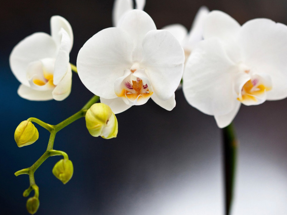 MOĆAN TRIK: Kako da vam orhideje cvetaju tokom cele godine?