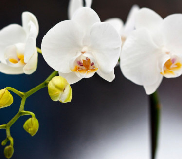 МОЋАН ТРИК: Како да вам орхидеје цветају током целе године?