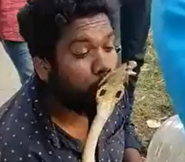 ПОЉУБАЦ СМРТИ: Погледајте шта је урадила кобра (ВИДЕО)