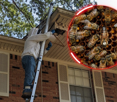 PČELE BILE PROBLEM Zvali pčelara on otkrio nešto NEVEROVATNO