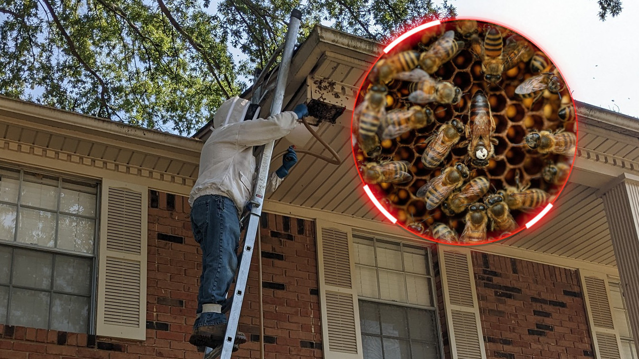 ПЧЕЛЕ БИЛЕ ПРОБЛЕМ Звали пчелара он открио нешто НЕВЕРОВАТНО