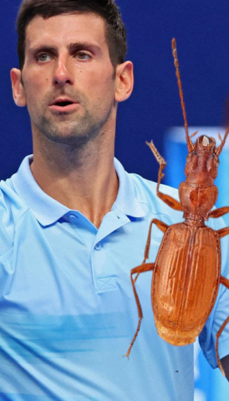 Otkrili novu vrstu insekta - nazvali je po Đokoviću