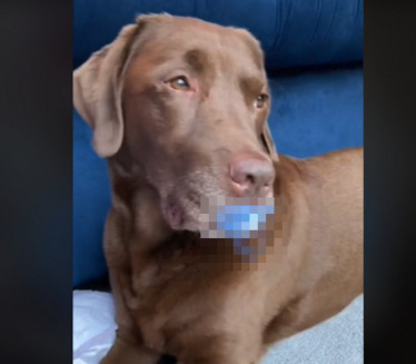 KAO BEBA: Pas našao odbačen predmet, vlasnica bila u šoku