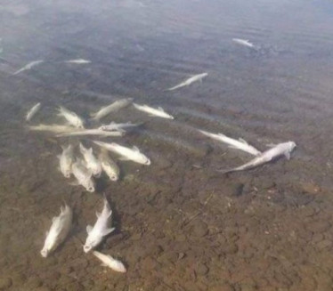 UZNEMIRUJUĆI PRIZOR: Uginule ribe plutaju Drinom (FOTO)