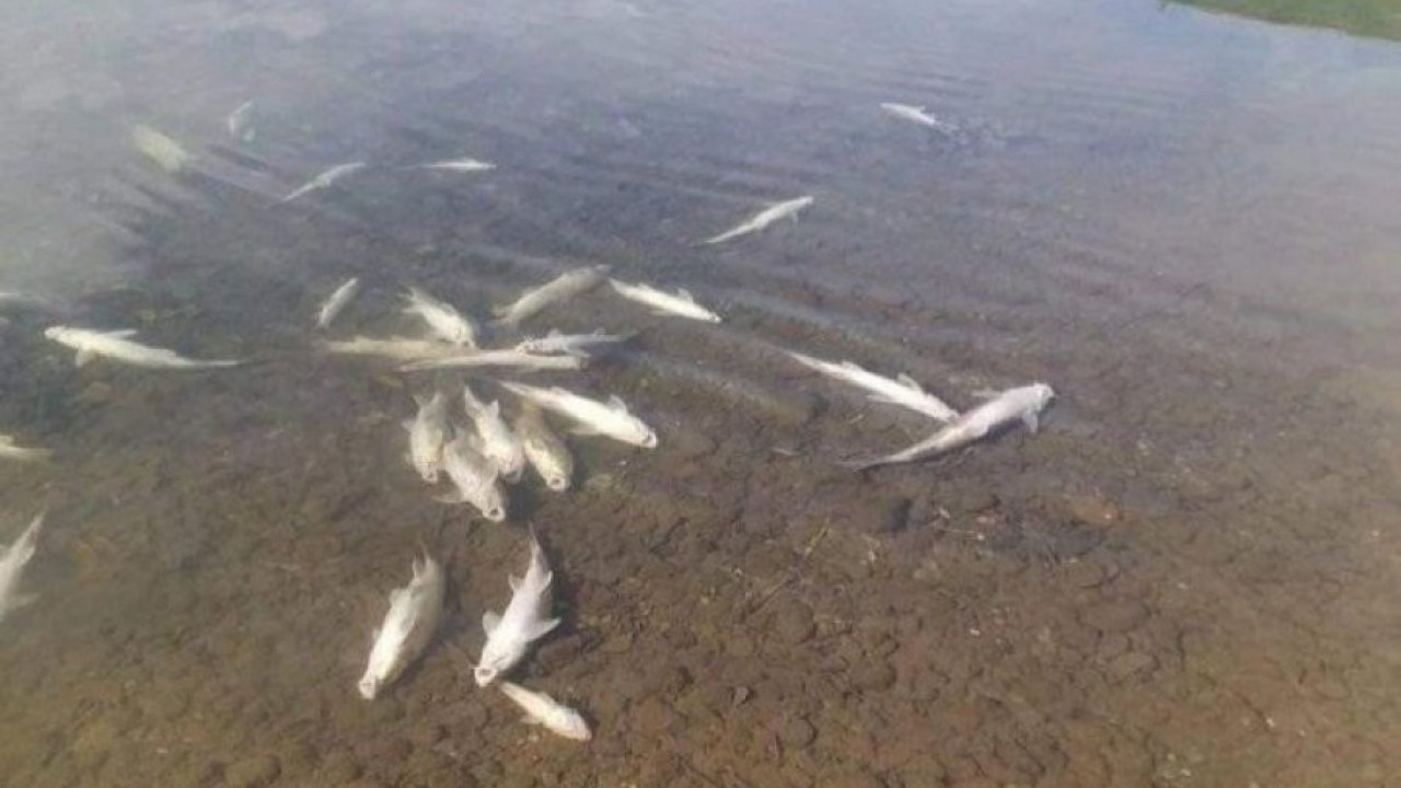 УЗНЕМИРУЈУЋИ ПРИЗОР: Угинуле рибе плутају Дрином (ФОТО)