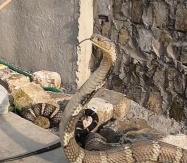 POTRAGA TRAJE: Otrovna zmija pobegla iz švedskog zoo-vrta