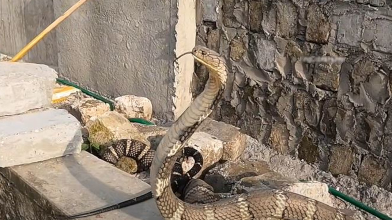 ПОТРАГА ТРАЈЕ: Отровна змија побегла из шведског зоо-врта