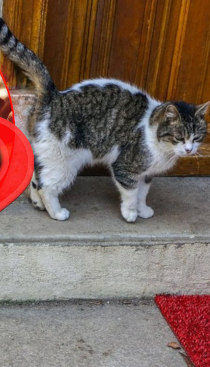 СТАРО ВЕРОВАЊЕ: Шта значи ако вам мачка дође на кућни праг?