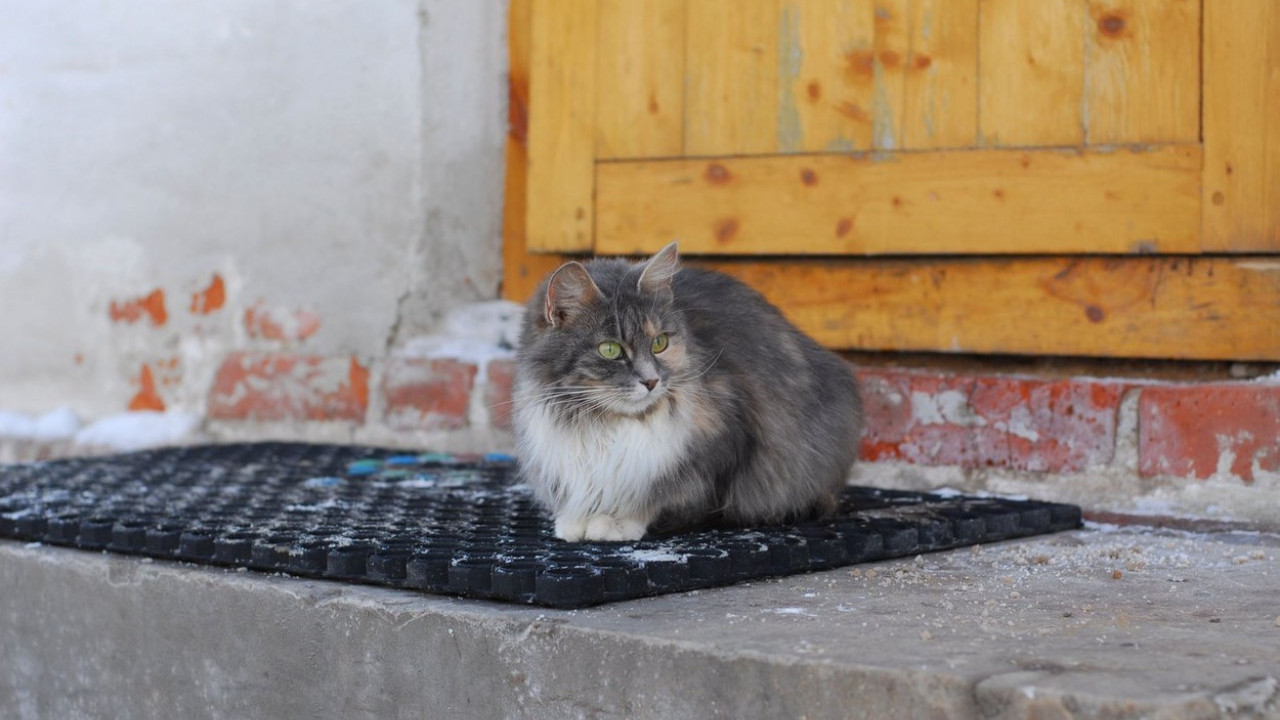 СТАРИ ОБИЧАЈ: Мачка треба 1. да уђе у НОВИ дом - ево и зашто
