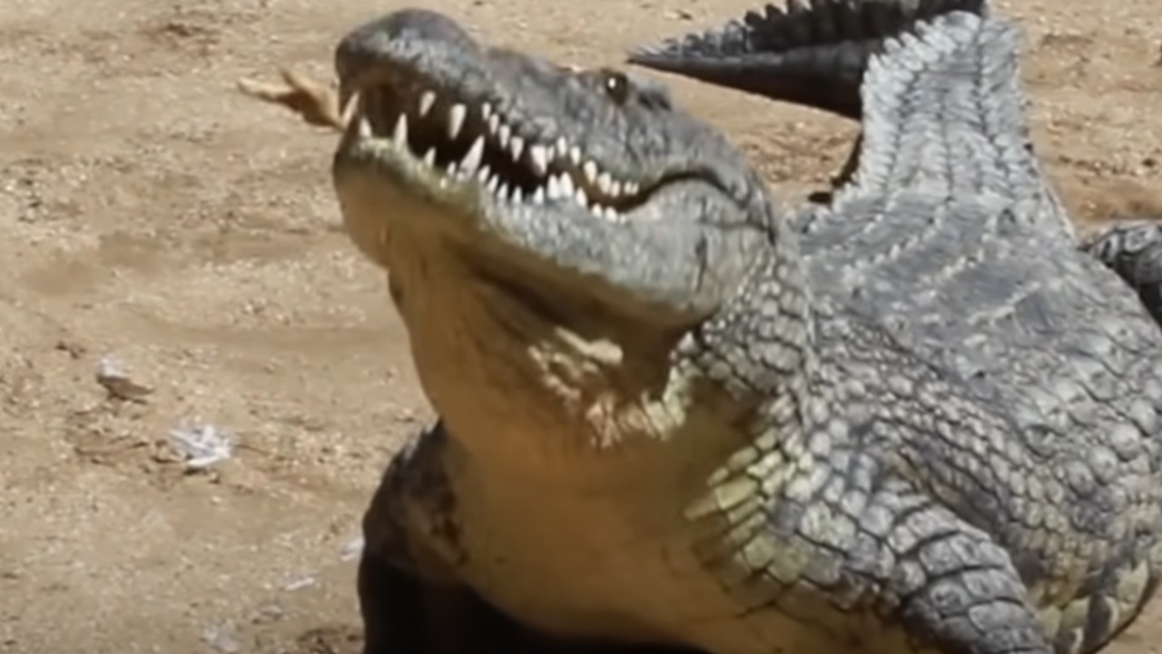 UŽAS NA RECI: Krokodil ubio dečaka
