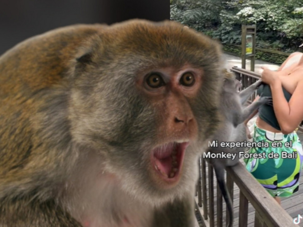 HTEO DA JE SKINE Misica pokušala da odbrani grudi od majmuna