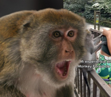 ХТЕО ДА ЈЕ СКИНЕ Мисица покушала да одбрани груди од мајмуна