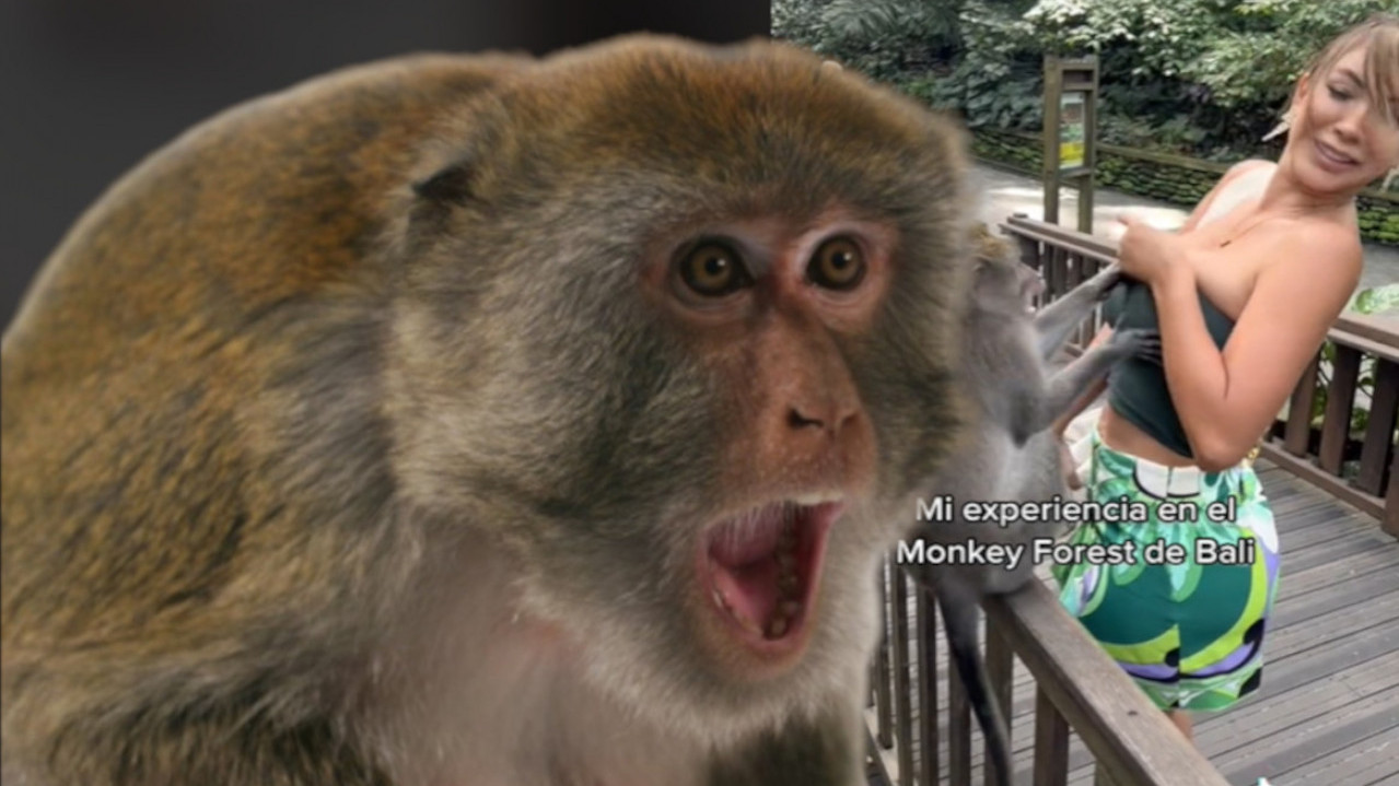 HTEO DA JE SKINE Misica pokušala da odbrani grudi od majmuna