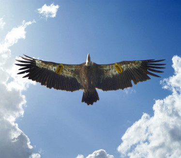 УБИЈЕН БЕЛОГЛАВИ СУП: Кобан лет за птицу из резервата "Увац"