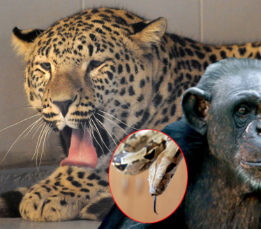 TUGA U ZOO VRTU PALIĆ: Leopard usmrtio ženku, zmija majmuna