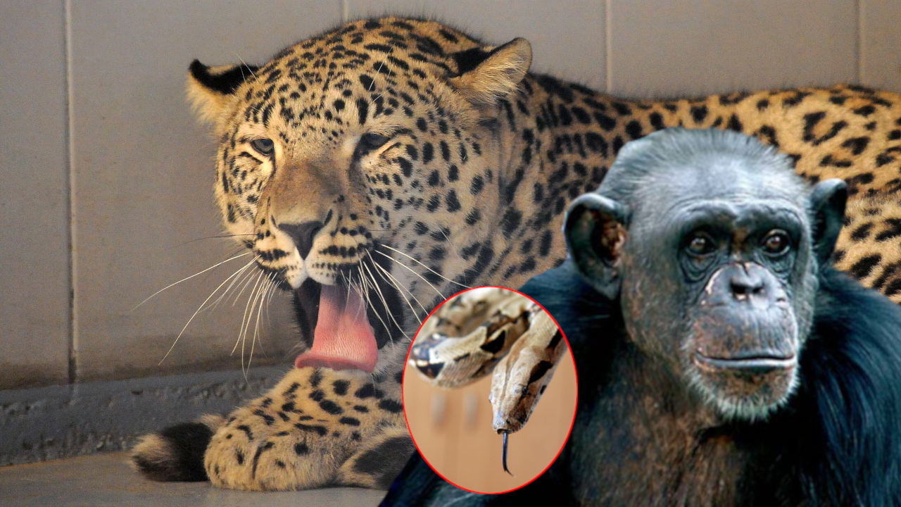 TUGA U ZOO VRTU PALIĆ: Leopard usmrtio ženku, zmija majmuna