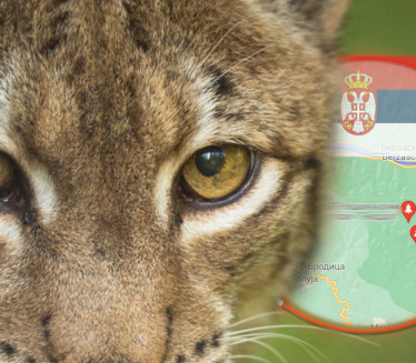 AUTO JE UDARIO Uhvaćen primerak najveće divlje mačke u Srbiji