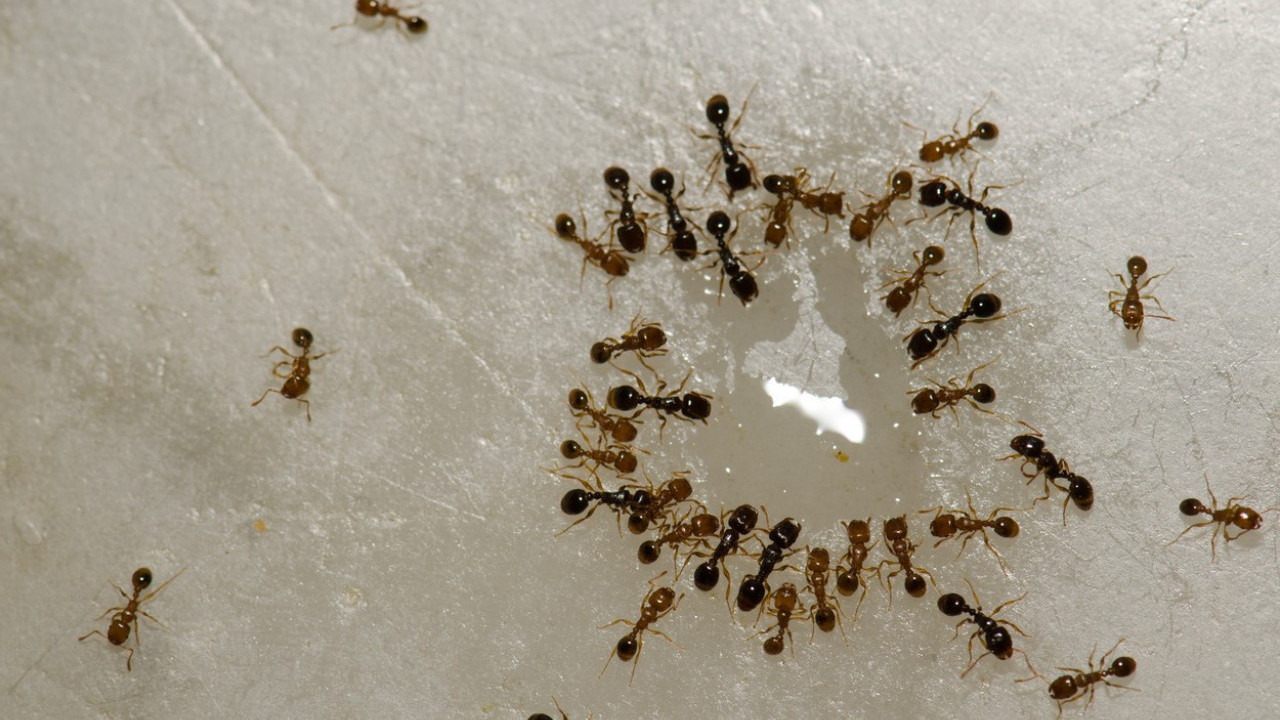 Pet namirnica pomoću kojih ćete se rešiti mrava