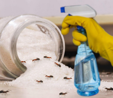 ОВЕ МИРИСЕ НЕ ПОДНОСЕ: Направите домаћи спреј против мрава