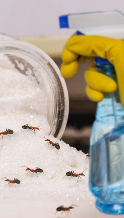 ТРИКОВИ ЗЛАТА ВРЕДНИ: Како се најлакше решити мрава?