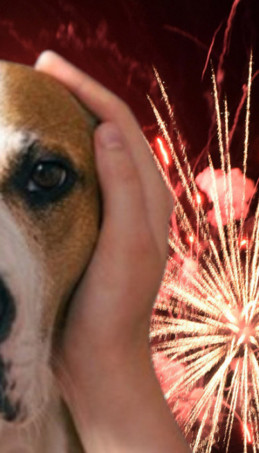 УТИЧЕ НА НЕРВЕ: Пси због петарди могу добити епилепсију!