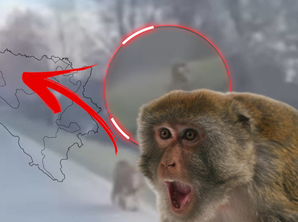 ШОК У СРПСКОЈ: Мајмун поред пута изненадио возаче (ВИДЕО)