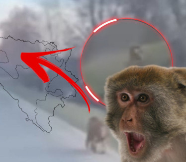 ШОК У СРПСКОЈ: Мајмун поред пута изненадио возаче (ВИДЕО)