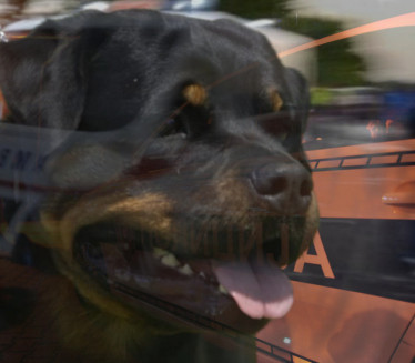 DRAMA U CENTRU ČAČKA: Rotvajleri izujedali ženu i njenog psa