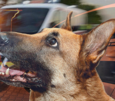 УГРИЗАО, ПА ВУКАО: Нови детаљи о нападу пса у Сремчици