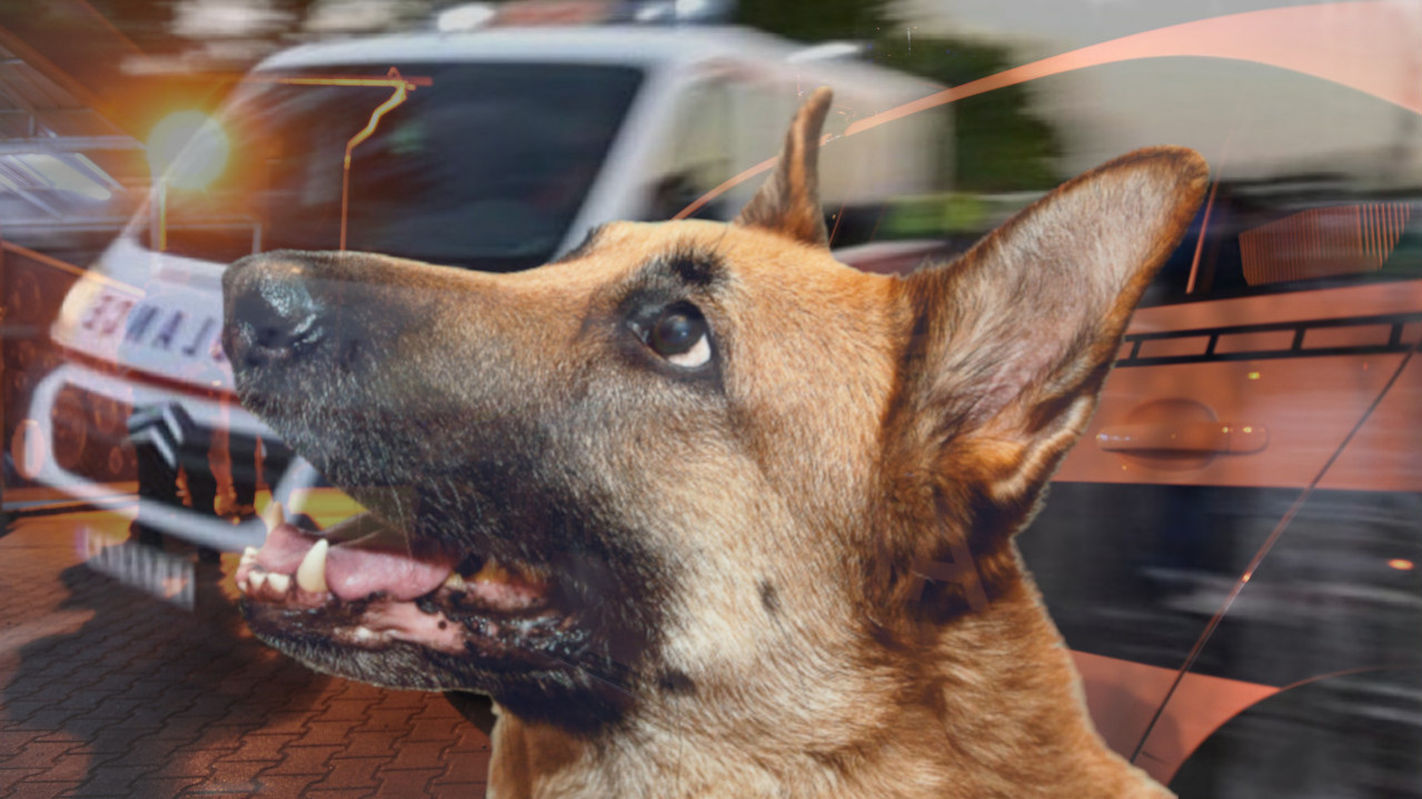 UGRIZAO, PA VUKAO: Novi detalji o napadu psa u Sremčici