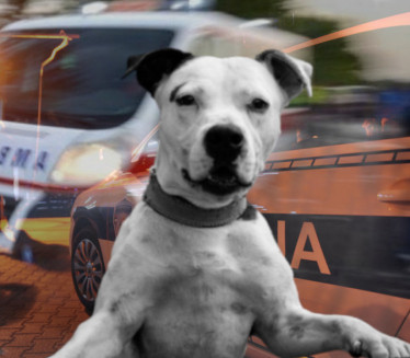 JEZIV PRIZOR: Živog psa vukao zakačenog za automobil (FOTO)