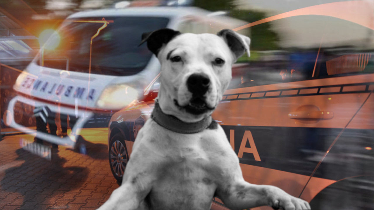 ЈЕЗИВ ПРИЗОР: Живог пса вукао закаченог за аутомобил (ФОТО)