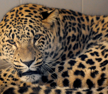 PRONAĐEN ODBEGLI LEOPARD: Zoo-vrt tvrdi da je namerno pušten