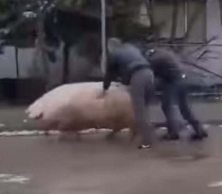 POBEGLA IZ MESARE: Urnebesni snimak "odbegle" svinje