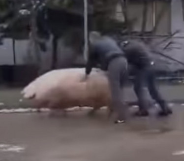 ПОБЕГЛА ИЗ МЕСАРЕ: Урнебесни снимак "одбегле" свиње