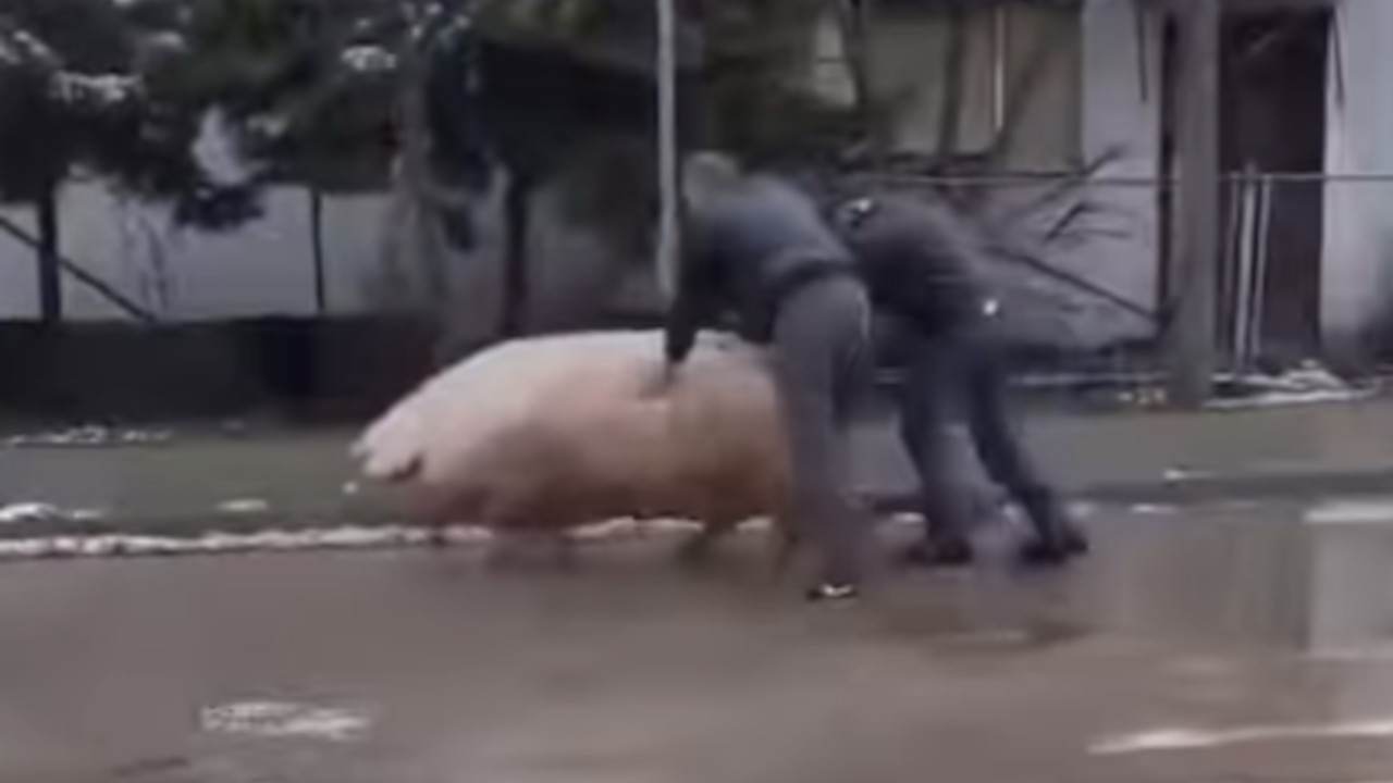 POBEGLA IZ MESARE: Urnebesni snimak "odbegle" svinje