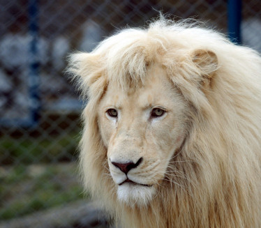 ISFENIRANI LAV: Kralj životinja je hit na internetu FOTO/VIDEO