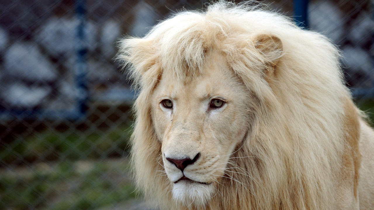 ISFENIRANI LAV: Kralj životinja je hit na internetu FOTO/VIDEO