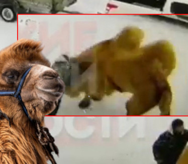 УЗНЕМИРУЈУЋЕ: Човек малтретирао камилу, она га убила (ВИДЕО)