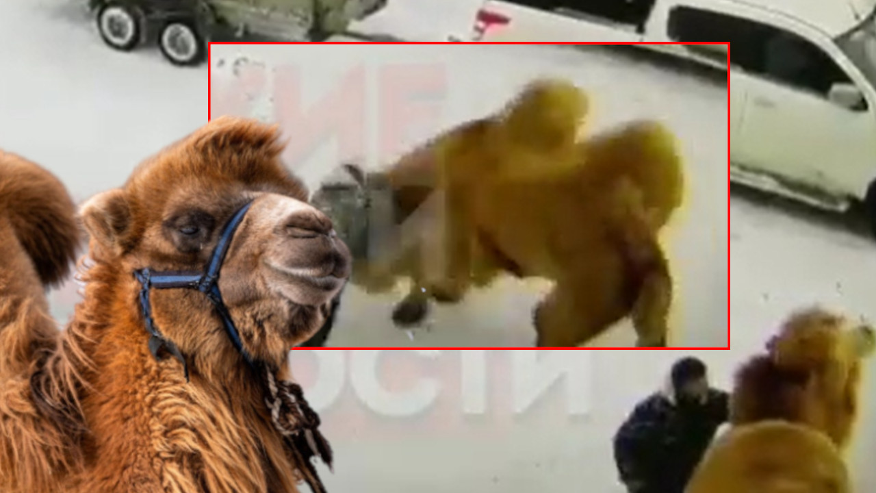 UZNEMIRUJUĆE: Čovek maltretirao kamilu, ona ga ubila (VIDEO)