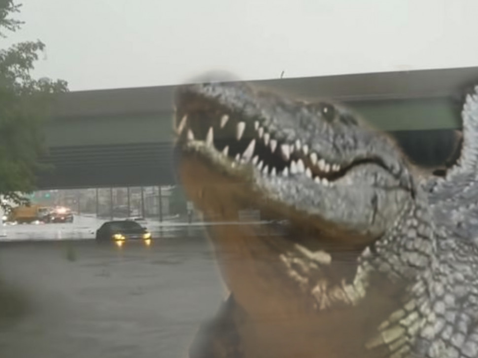 СТРАВИЧНА СЦЕНА: Крокодил после поплаве завршио на улици